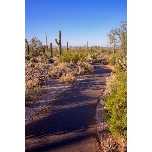 Arizona-Tucson-Saguaro National Park